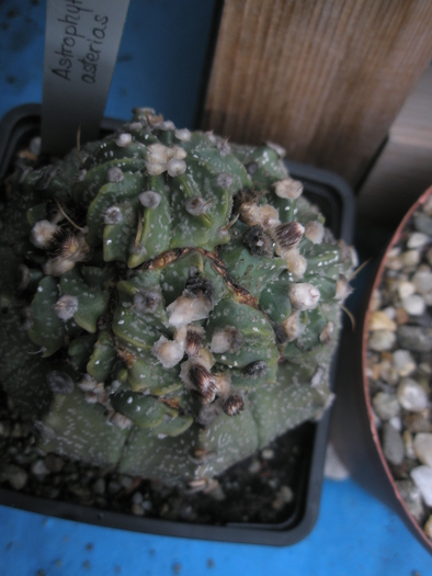 Astrophytum asterias - cap de crestere 26.09 - evolutia unui Astrophytum asterias