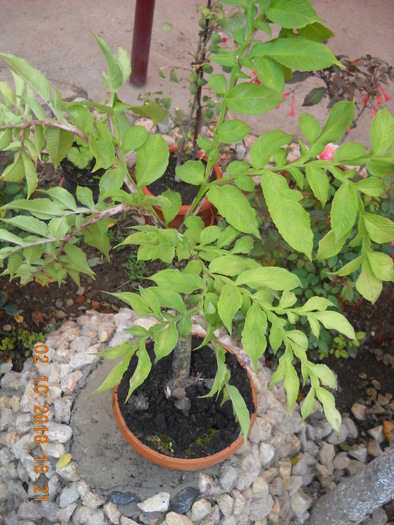 amorfoteca - diferite flori