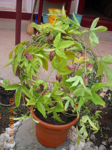 passiflora mov dungat cu roz - diferite flori