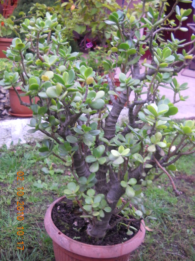 crassula  arboresens - diferite flori