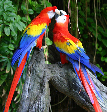 macaw - pt ADE