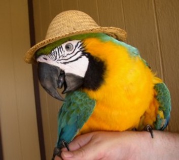 parrot_in_a_hat-sm - pt ADE