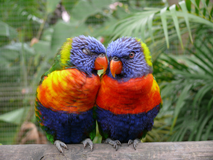 parrots-in-love - pt ADE