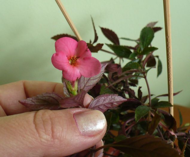 2 oct 2010; Prima floricica la achimenes Primadona, din rizomi cumparati de la Ribana.
