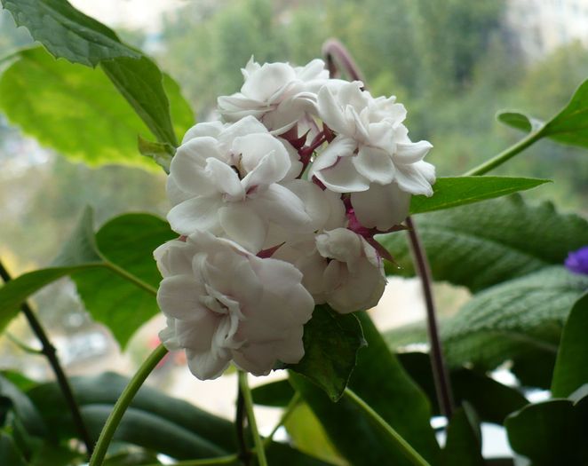 P1300632 - Clerodendron 2010