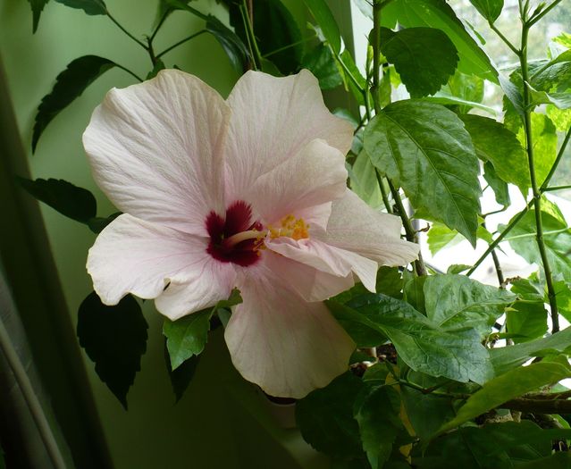 P1300633 - hibiscusi 2010