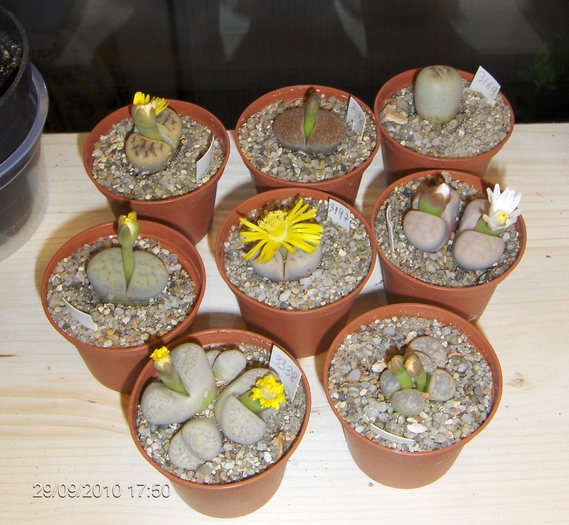 grup lithops - zz-lithopsi si suculente