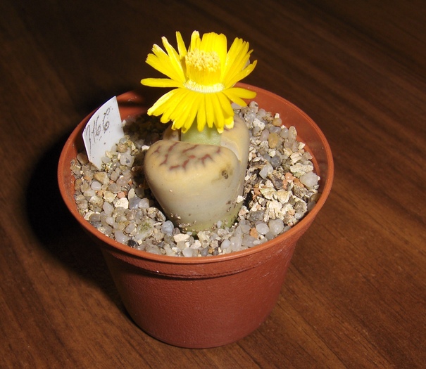 Lithops 2