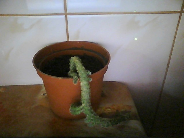 cactus - florile mele