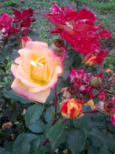 Imagine0322 - 1 - trandafiri