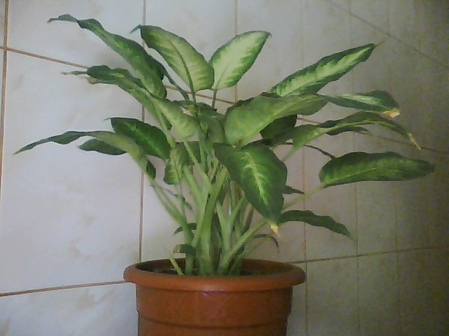 dieffenbachia camilla - dieffenbachii