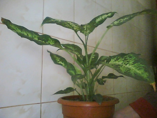 dieffenbachia compacta; dieffenbachia compacta
