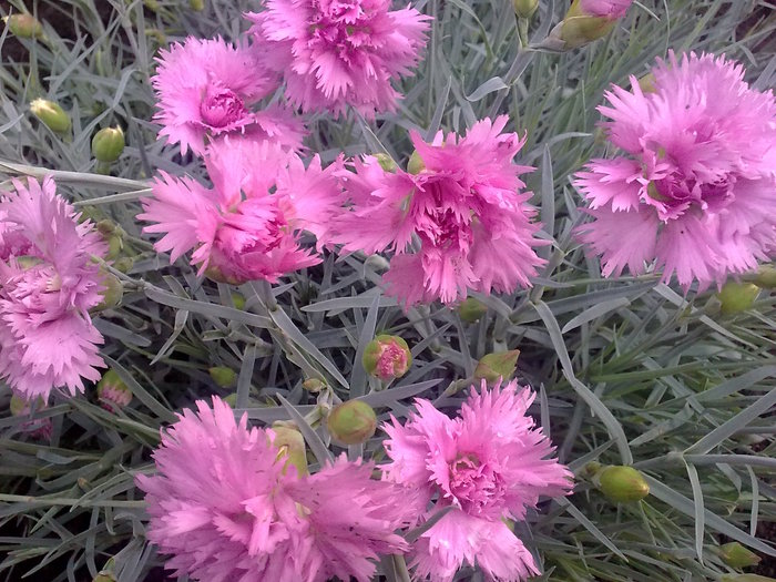 garoafe perene - special plant