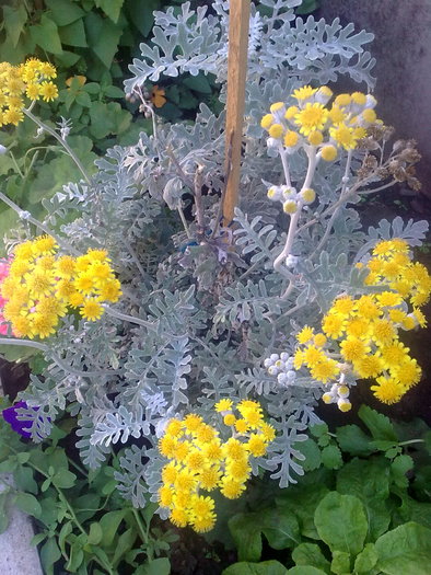 senecio (*yellow flower)