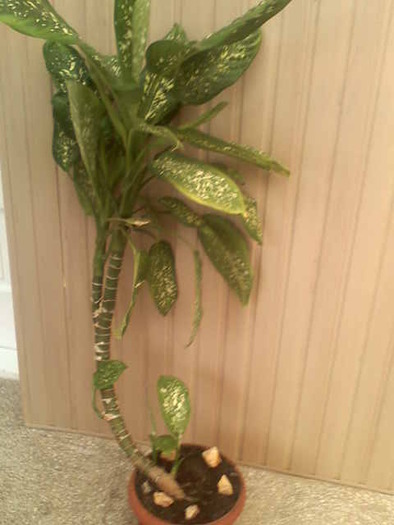 dieffenbachia  picta