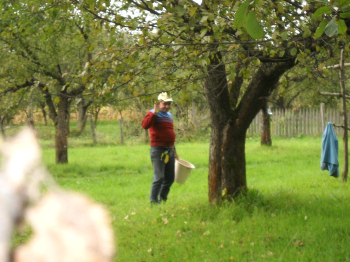DSCN0025 - la cules de mere in Zavoaie