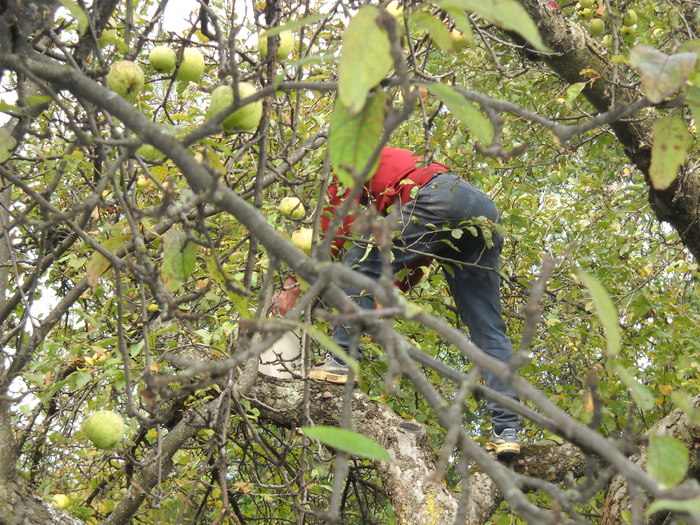 Sandu s-a ascuns in pom - la cules de mere in Zavoaie