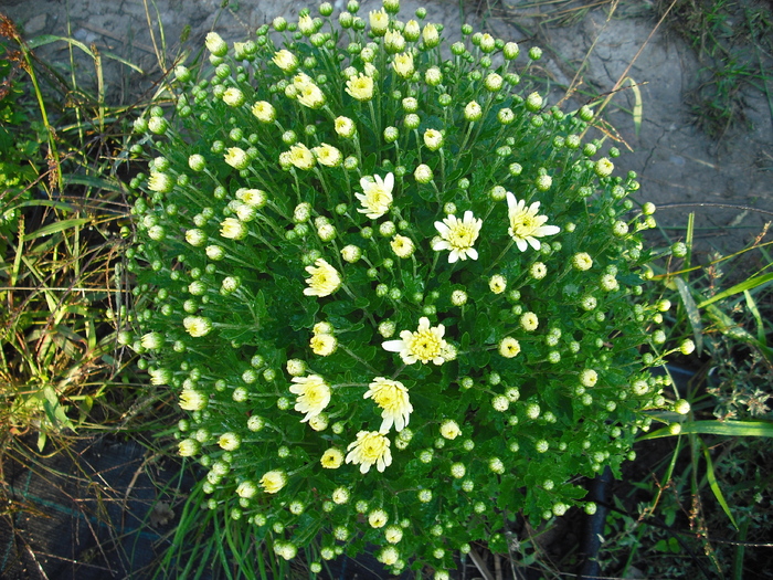 DSCF1355 - Crizanteme