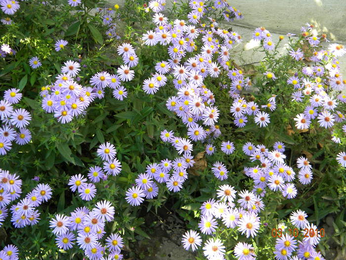 DSCN0669 - Flori de gradina