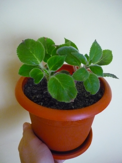 Kohleria Bibbi in 3 oct 2010