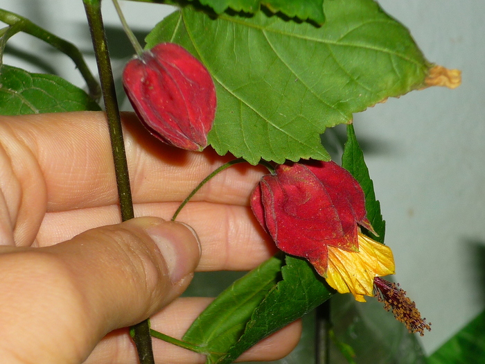 Abutilon megapotamicum in 30 sept 2010 de la violetadeparma (careia ii multumesc din suflet)