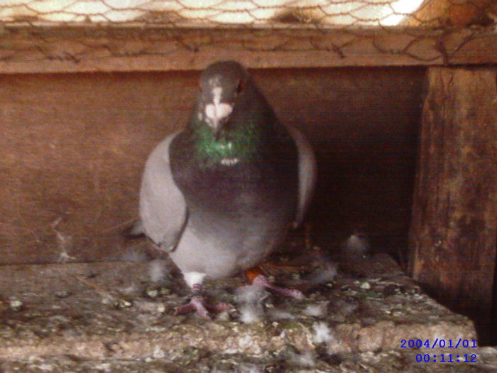 ALBASTRU L 2006/CROITORU - porumbei voiajori