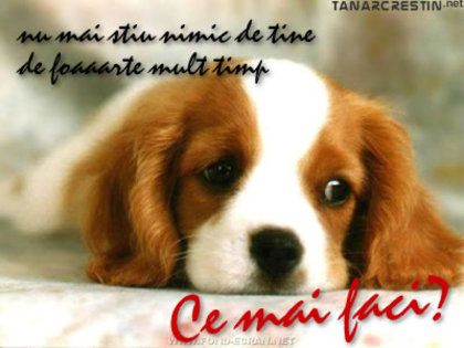 ce guyfgyfty - felicitari cu animalute dragute