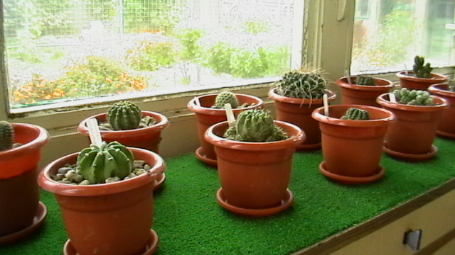 IMGA0517 - Cactusi 2010