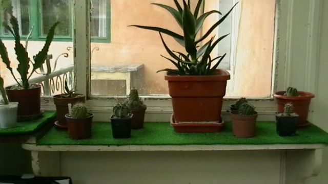 IMGA0518 - Cactusi 2010