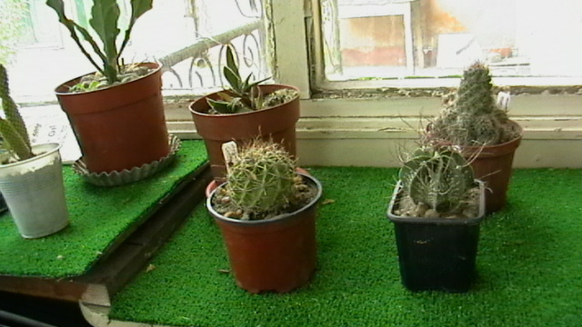 IMGA0521 - Cactusi 2010