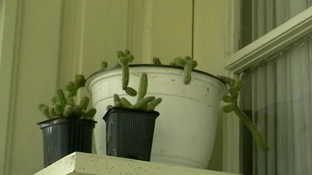 IMGA0523 - Cactusi 2010