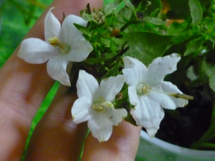 Campanula alba in 30 septembrie 2010 de la violetadeparma (careia ii multumesc din suflet) - dedicat D-nelor Silvia Muntean si Victoria Colda