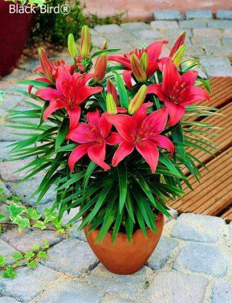 Dwarf lilium - Black Bird (achizitionat de la Anthesis) - Crini