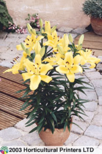 Dwarf lilium - Fancy Joy (achizitionat de la Anthesis)