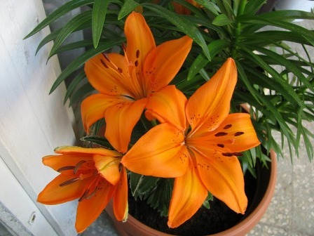 Dwarf lilium - Victory Joy (achizitionat de la Anthesis)