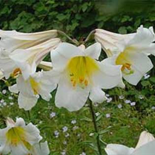 Lilium regale (achizitionat de la Anthesis) - Crini