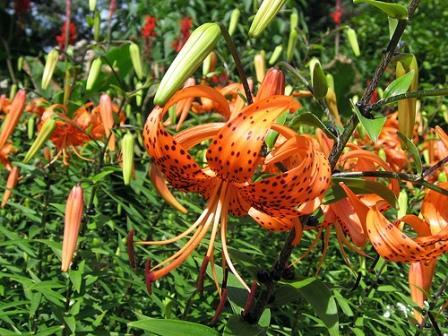 Lilium tigrinum (achizitionat de la Anthesis)