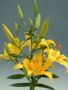 Lilium x hybridum (ASIATIC) - Cordelia (achizitionat de la Anthesis) - Crini