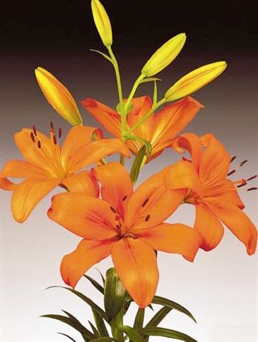 Lilium x hybridum (ASIATIC) - Orange County (achizitionat de la Anthesis) - Crini