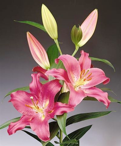 Lilium x hybridum (ORIENTAL) - Enigma (achizitionat de la Anthesis) - Crini