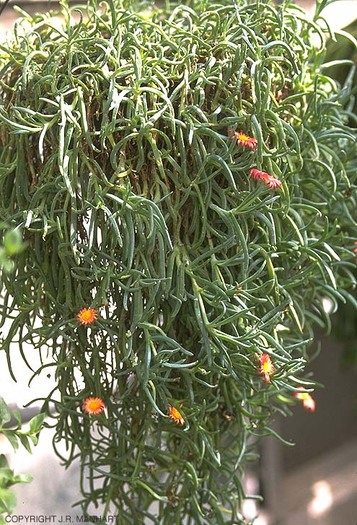 Lampranthus cu flori portocalii (poza descarcata de pe internet)
