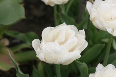 Casablanca achiz. in 2010 de la Anthesis - LALELELE preferatele mele