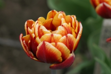 Cilesta  achiz. in 2010 de la Anthesis - LALELELE preferatele mele