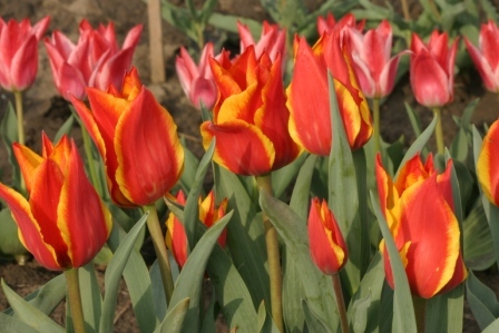 Early Harvest  achiz. in 2010 de la Anthesis - LALELELE preferatele mele