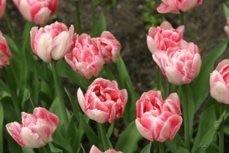 Foxtrot  achiz. in 2010 de la Anthesis - LALELELE preferatele mele