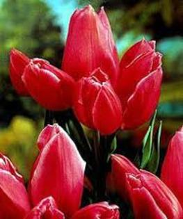 Happy Family achiz. in 2010 de la Anthesis - LALELELE preferatele mele