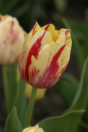 La Courtine achiz. in 2010 de la Anthesis - LALELELE preferatele mele