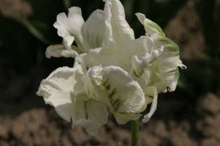 Super Parrot achiz. in 2010 de la Anthesis - LALELELE preferatele mele