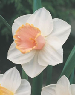 Salome achizitionata in toamna lui 2010 de la Anthesis