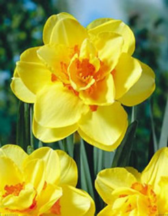 Tahiti achizitionata in toamna lui 2009, respectiv 2010 de la Anthesis